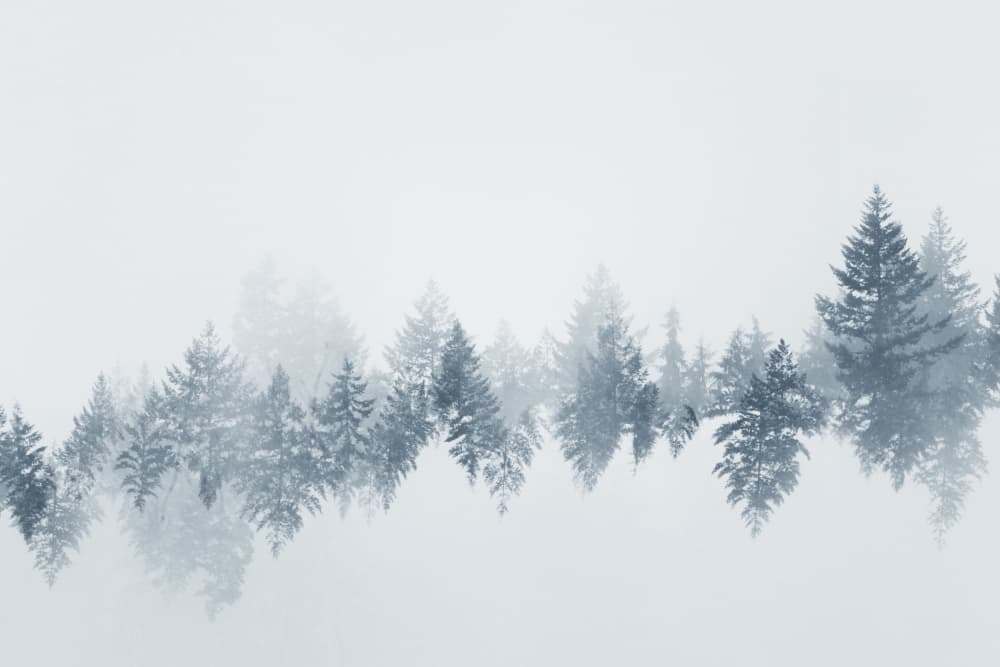 Serene Winter Forest by Lynann Colligan — canvas wall art