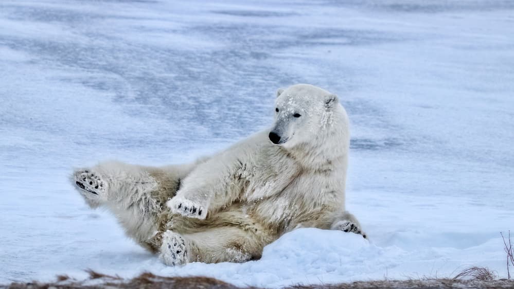 Playful Polar Bear in Snow by Alessandro Catta — canvas wall art