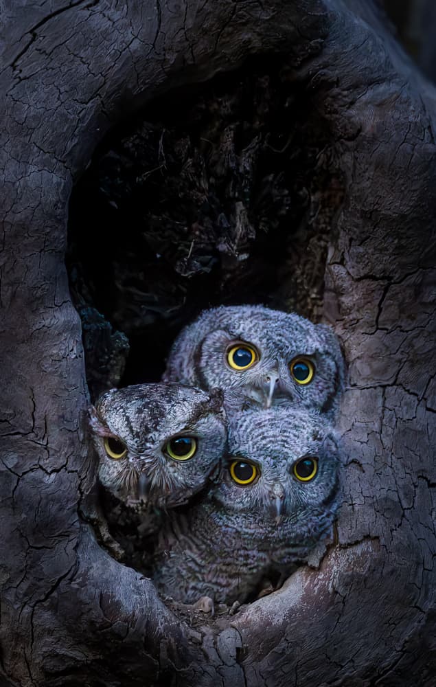 Three Curious Owlets by DonnaHom APA — canvas wall art