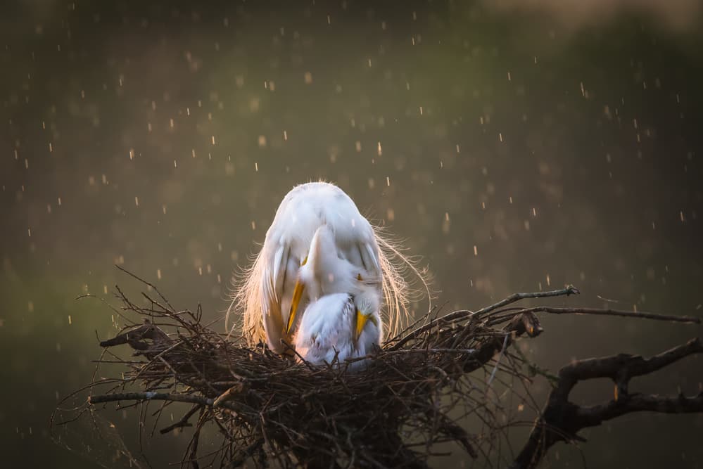 Nesting Egret in Rain by C. Mei — canvas wall art
