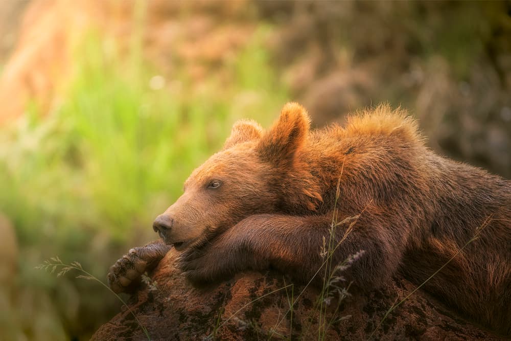 Relaxing Bear Cub by Sergio Saavedra Ruiz — canvas wall art