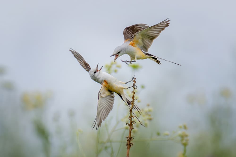 Scissortail Flycatcher Showdown by Max Wang — canvas wall art