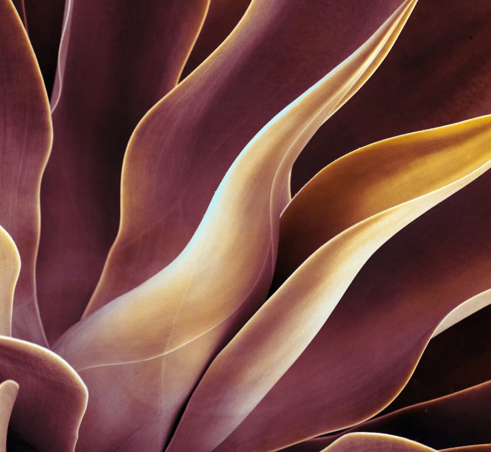 Golden Purple Agave by Robin Wechsler — canvas wall art