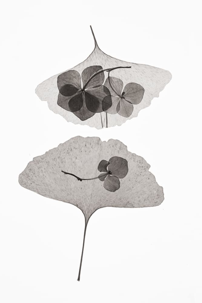 Translucent Ginkgo Flowers by Lenka — canvas wall art