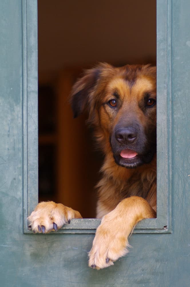 Curious Dog Window by Felix Tchvertkin — canvas wall art