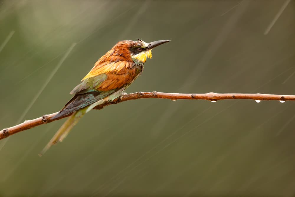 Vibrant Bird in Rain by Joan Gil Raga — canvas wall art