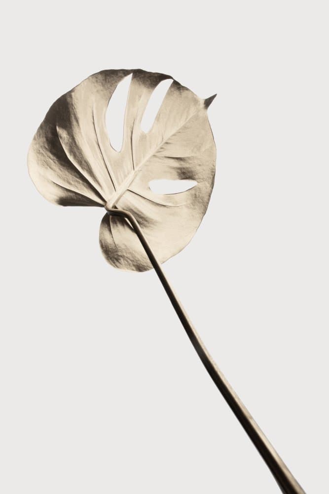 Minimal Monstera Leaf by Pictufy Studio III — canvas wall art