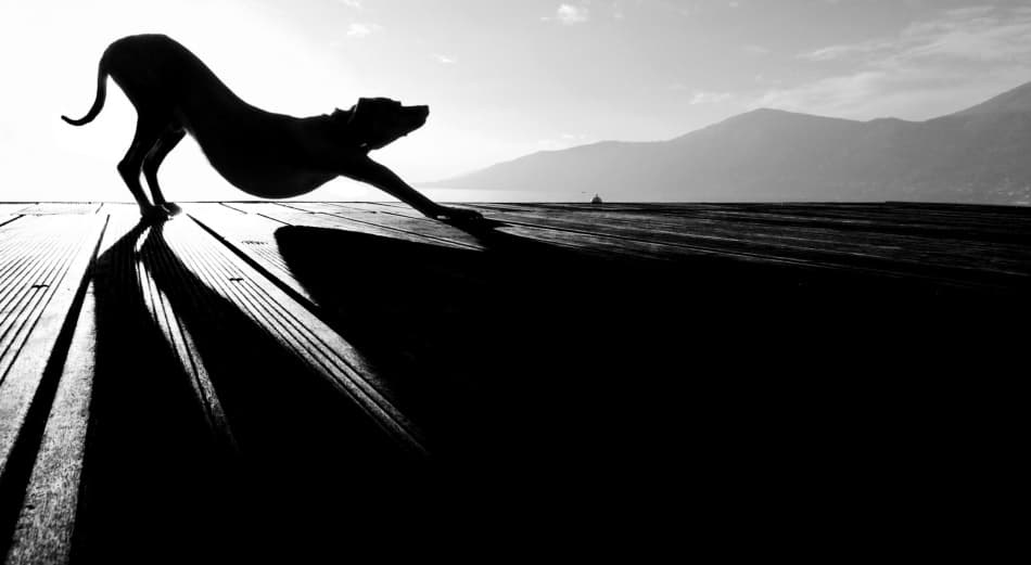 Stretching Dog Silhouette