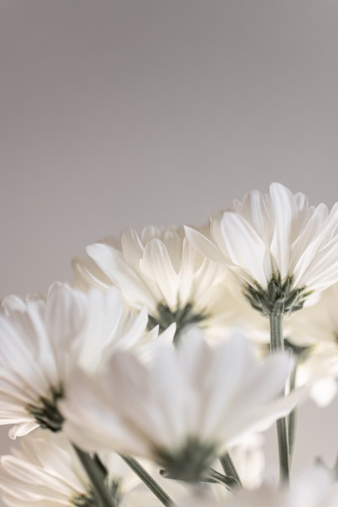 White Flowers 4 by Mareike Böhmer — canvas wall art