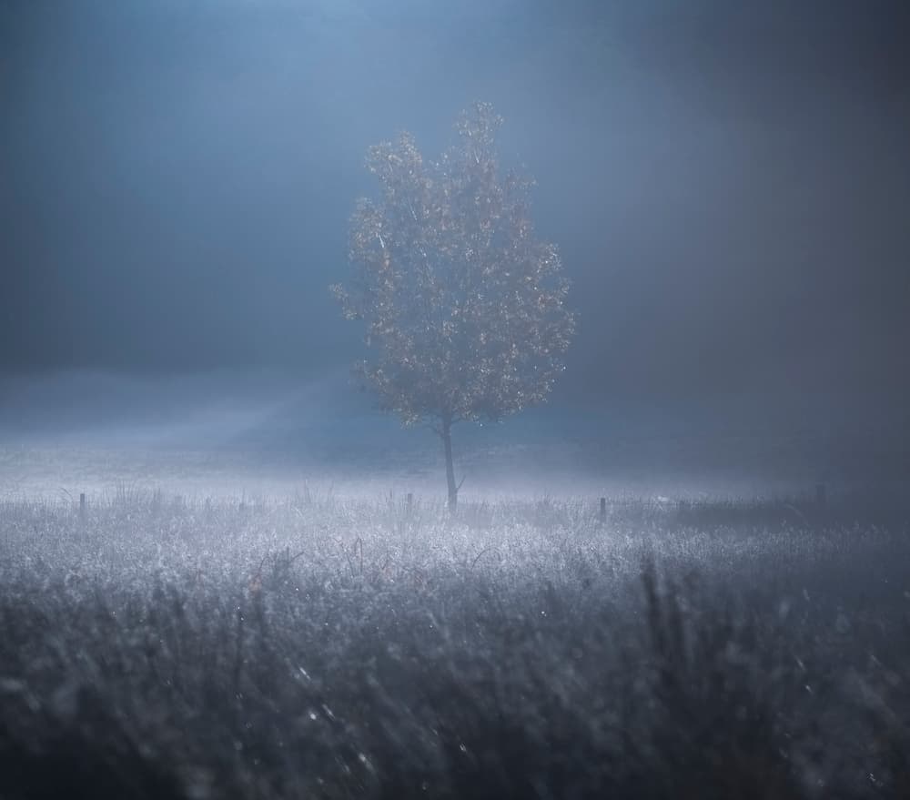 Misty Autumn Tree by David Ahern — canvas wall art