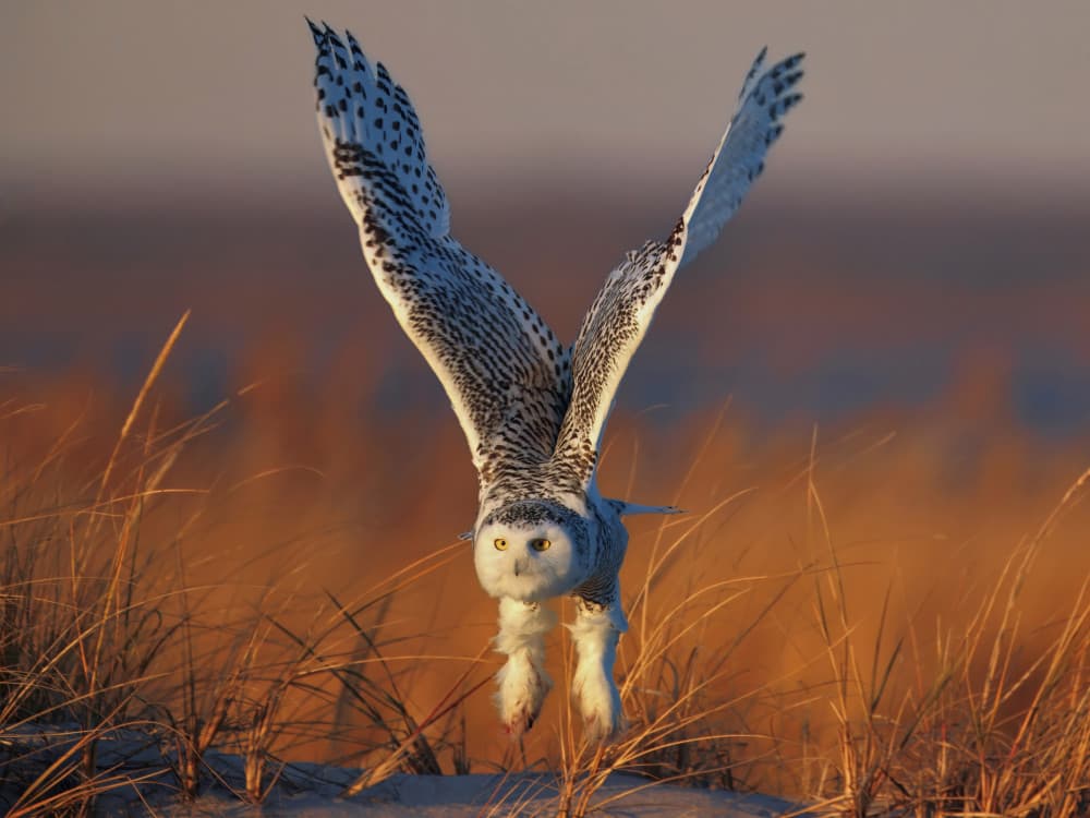 Snowy Owl Golden Flight by Gavin Lam — canvas wall art