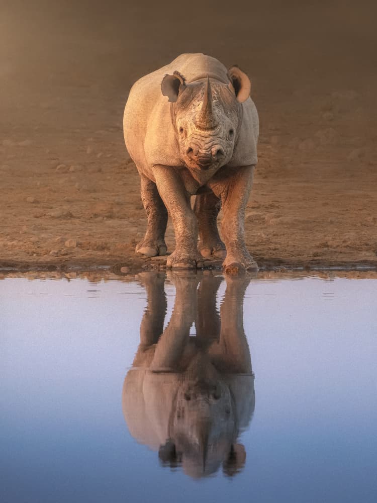 Black Rhino Reflection by Nichole Chen — canvas wall art