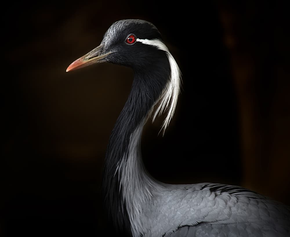 Elegant Demoiselle Crane by Santiago Pascual Buye — canvas wall art