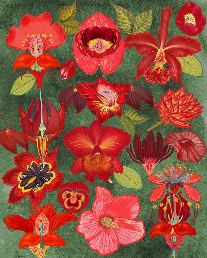 Botanical Red Garden by giovanna nicolo — canvas wall art