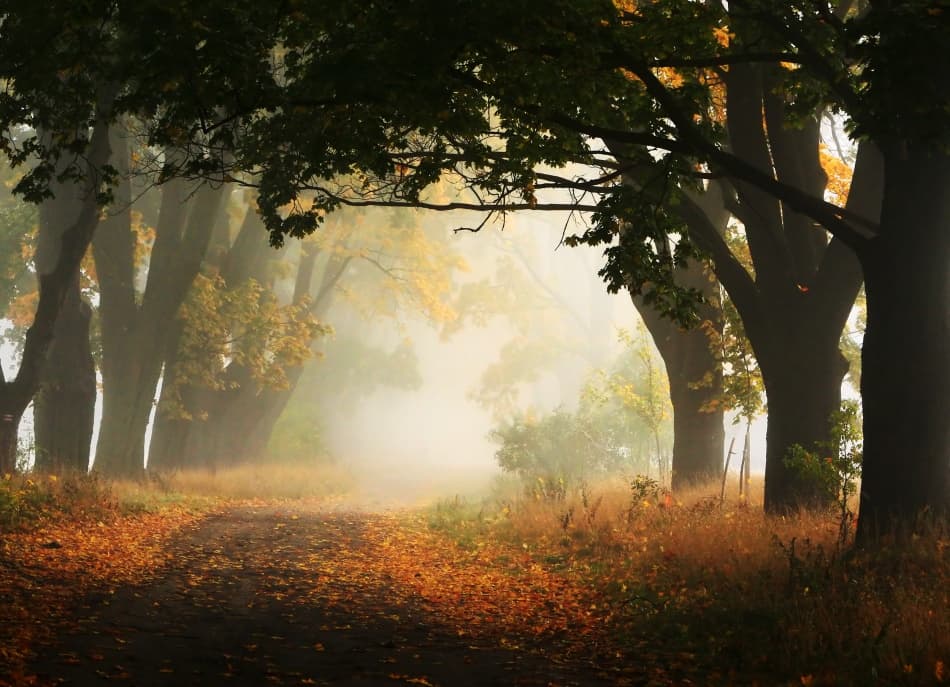 Misty Autumn Path by Przemyslaw Kruk — canvas wall art