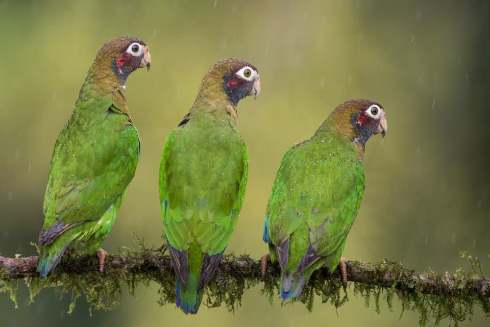 Three Green Parrots In Rain by Renee Doyle — canvas wall art
