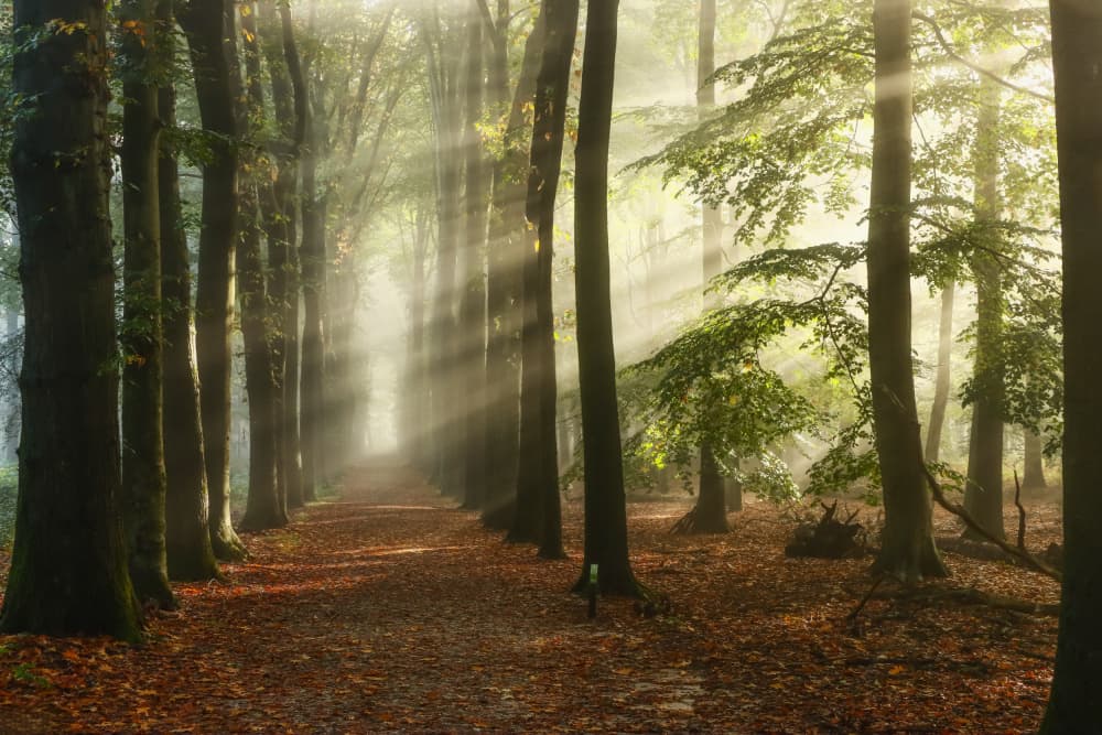Sunlit Forest Path by Hilda van der Lee — canvas wall art