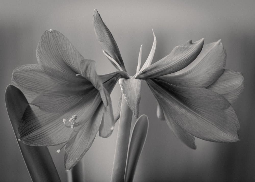 Graceful Floral Duet by Jan Rauwerdink — canvas wall art