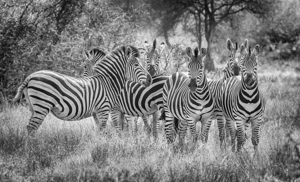 Black and White Zebras by Jeffrey C. Sink — canvas wall art
