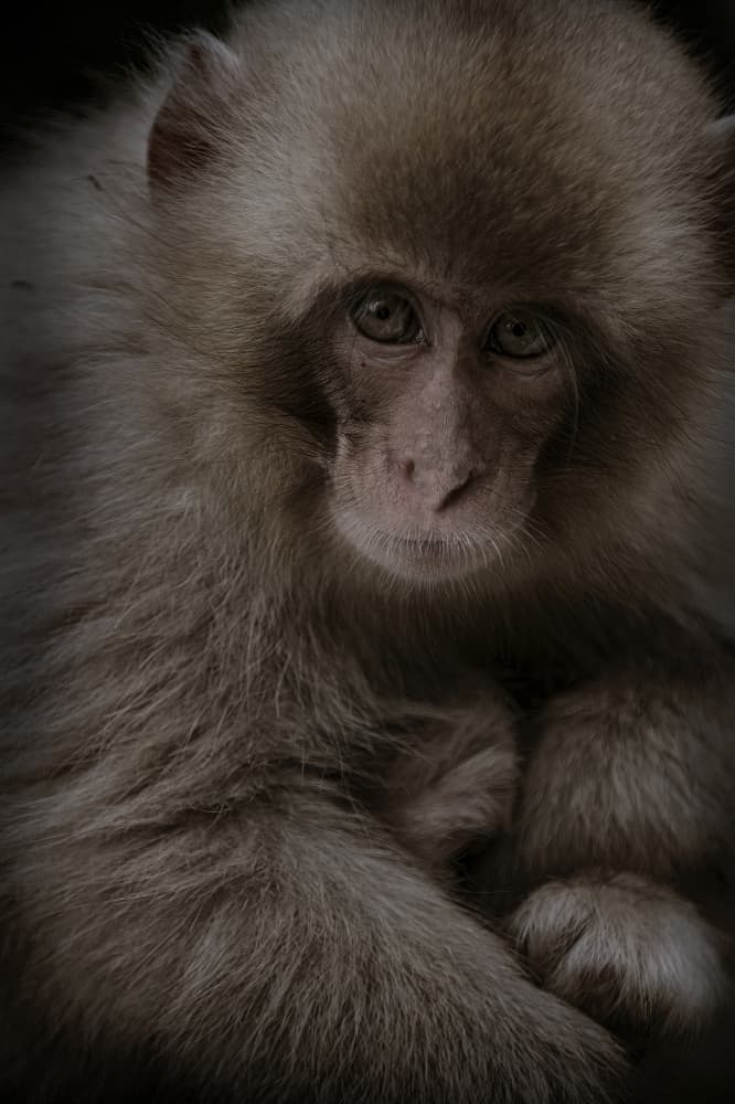 Gentle Monkey Portrait by Takayuki Nakatsuka — canvas wall art