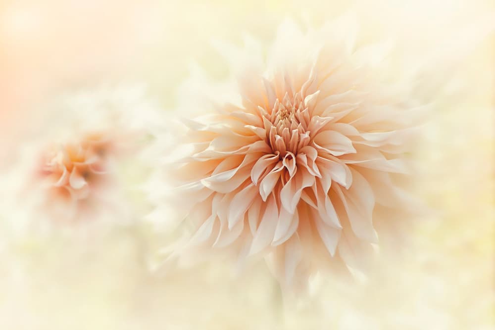Dreamy Peach Dahlia by Jacky Parker — canvas wall art