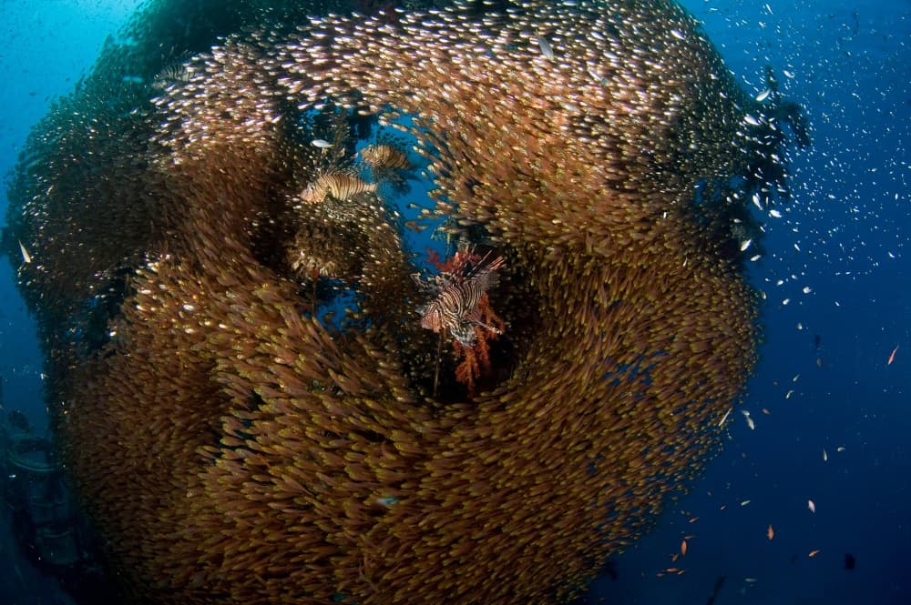 Predatory Lionfish School by Ilan Ben Tov — canvas wall art