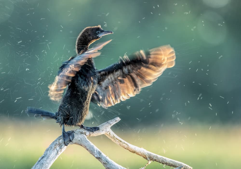 Cormorant Drying Wings by Jan van der Linden — canvas wall art