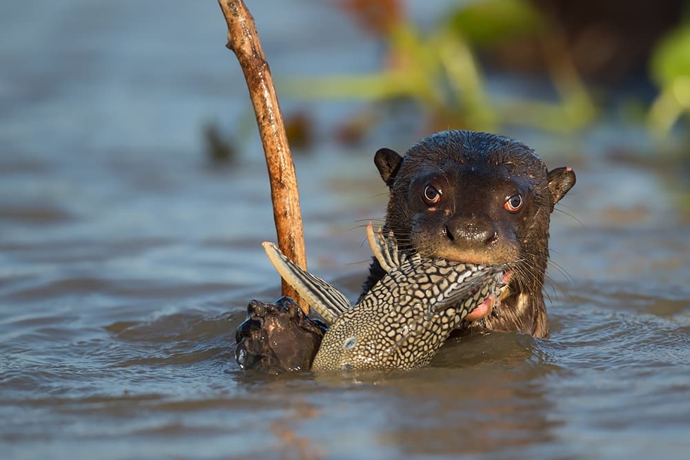 Giant Otter's River Hunt by Marco Pozzi — canvas wall art