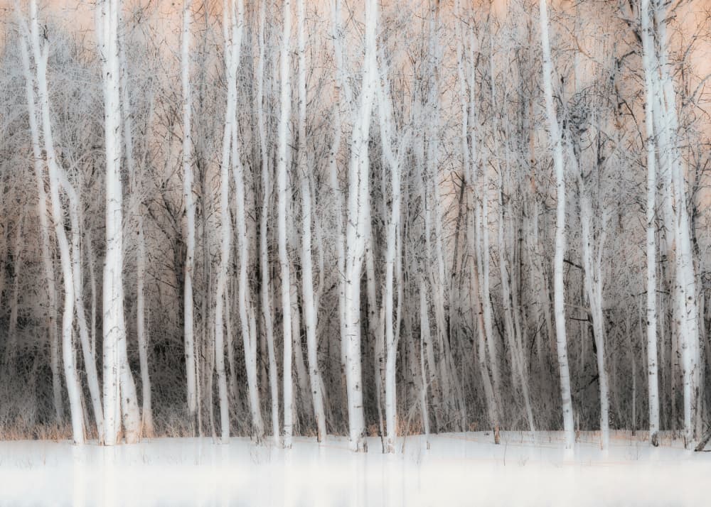 Ethereal Birch Forest by Lucie Gagnon — canvas wall art