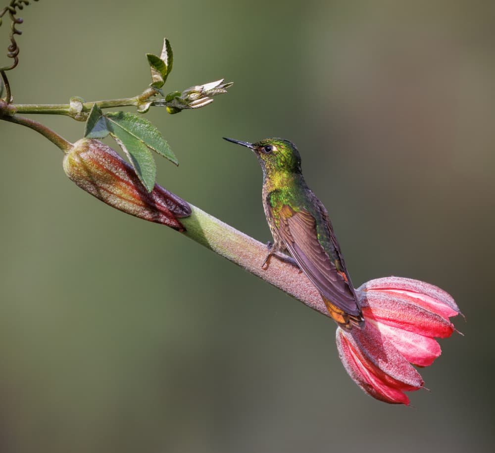 Jewel Hummingbird on Flower by Eugene Zhu — canvas wall art
