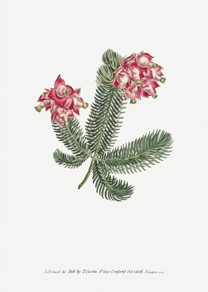 Erica Glauca   Flower Garden Displayed By Francis Sansom by Francis Sansom — canvas wall art