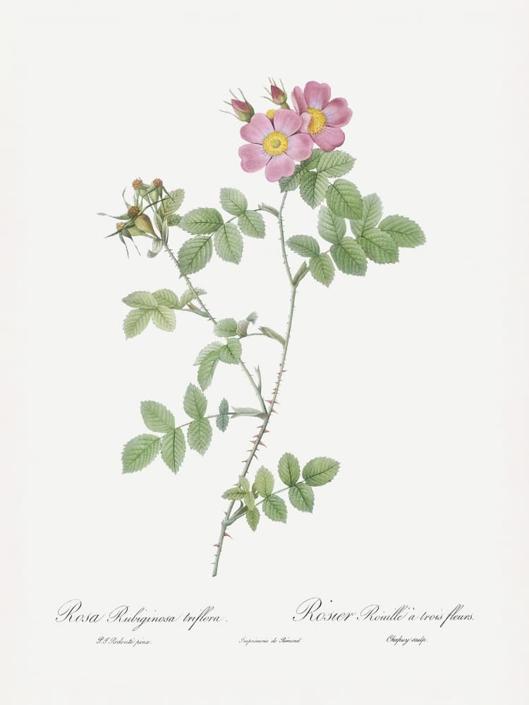 Sweetbriar, Les Roses (1817–1824) by Pierre-Joseph Redoute — canvas wall art