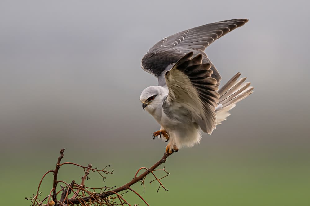 White Kite Landing Gracefully by Eldad Levin — canvas wall art