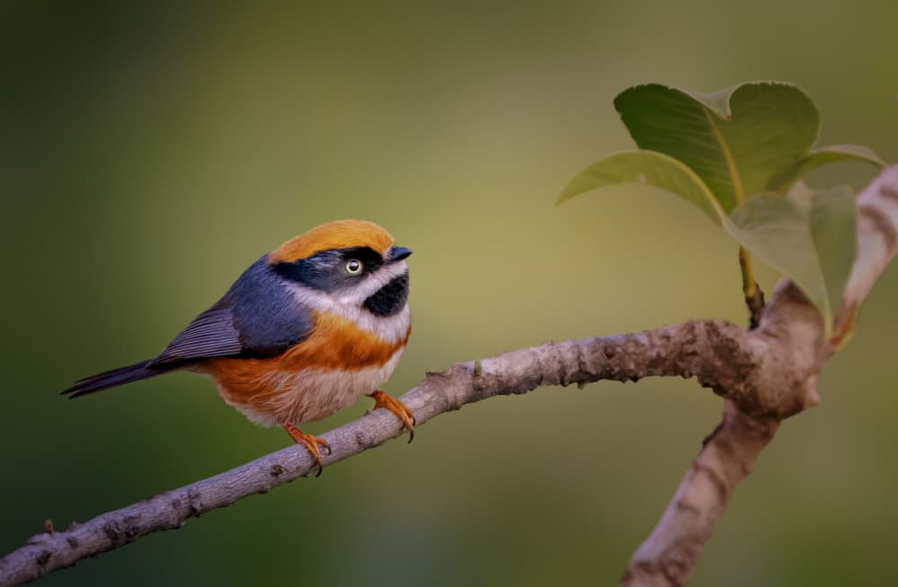 Orange-capped Tit by Jacob (Jian) Xu — canvas wall art