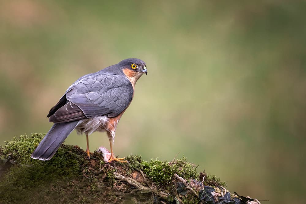 Sparrowhawk On Mossy Branch by Hugh Wilkinson — canvas wall art