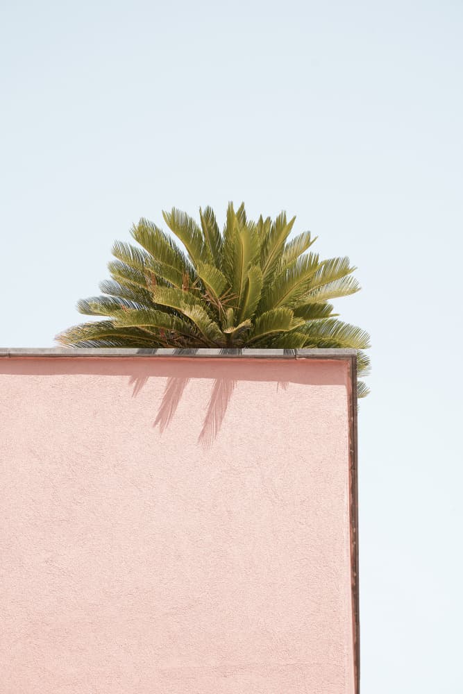 Tropical Pink Corner by Henrike Schenk — canvas wall art
