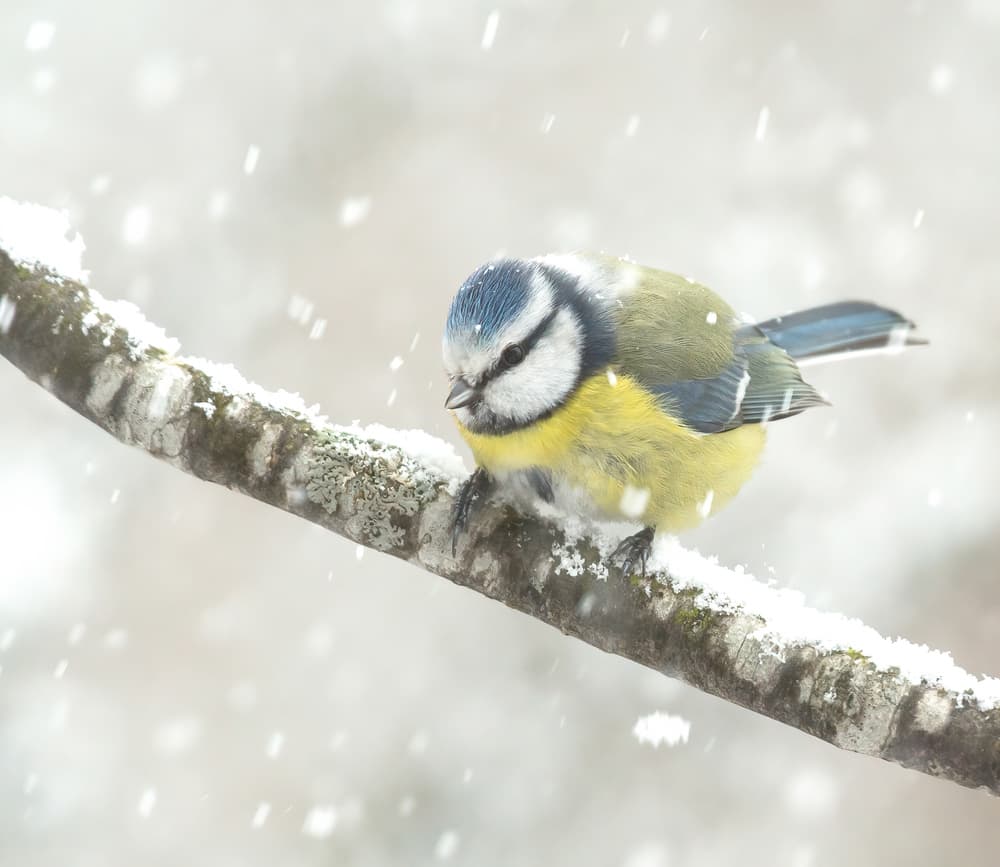 Blue Tit In Snow by Annie Keizer — canvas wall art