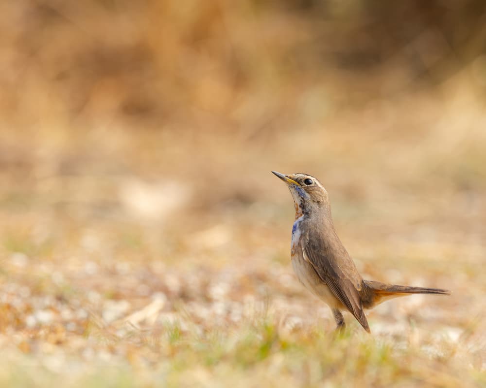 Alert Bluethroat Bird by Nikhil Parnandi — canvas wall art