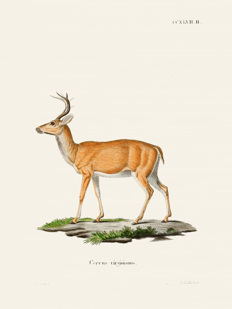 Virginian Deer By Johann Christian Daniel Von Schreber. Copy by Johann Christian Daniel Von Schreber — canvas wall art