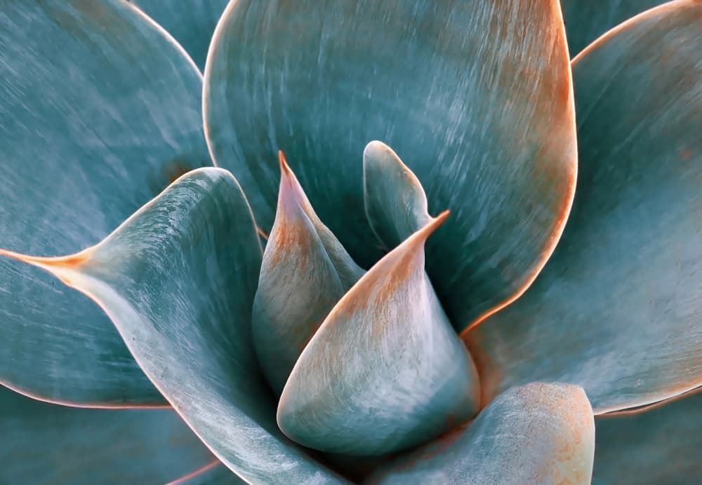 Soothing Blue Succulent by Robin Wechsler — canvas wall art