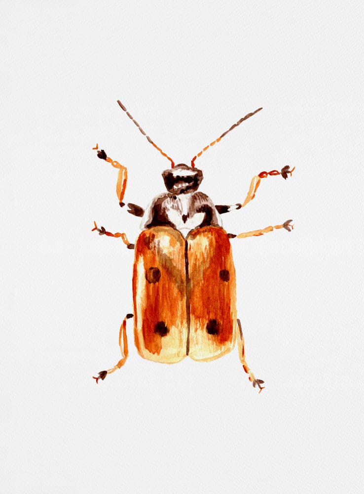 Watercolor Beetle by Kata Botanical — canvas wall art