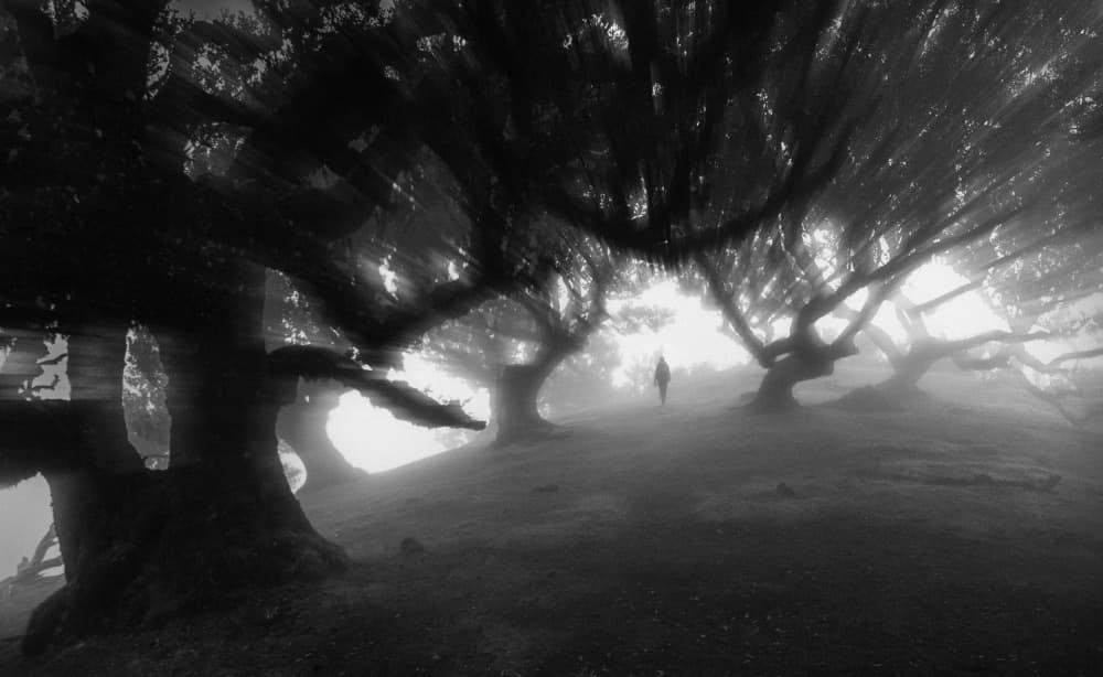 Enchanted Forest Walk by Tomas Frolec — canvas wall art
