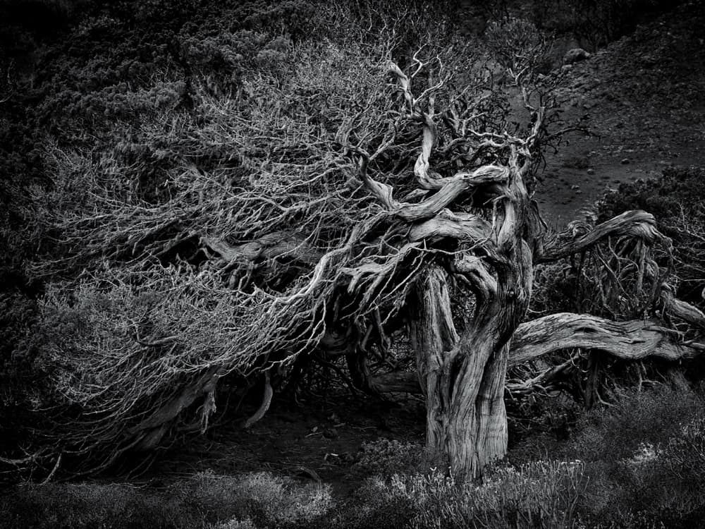 Ancient Twisted Tree by txules — canvas wall art
