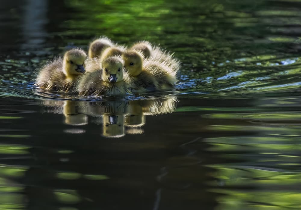 Cute Goslings Swim by Xiaobing Tian — canvas wall art