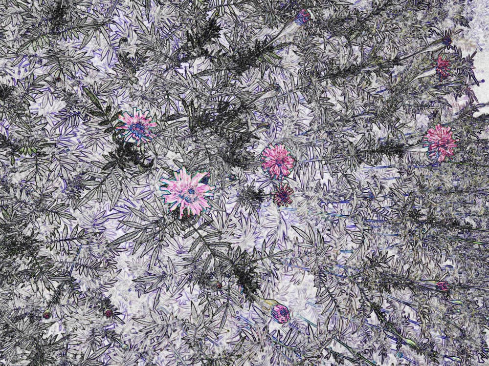 Stylized Pink Blooms by Santhosh ch — canvas wall art