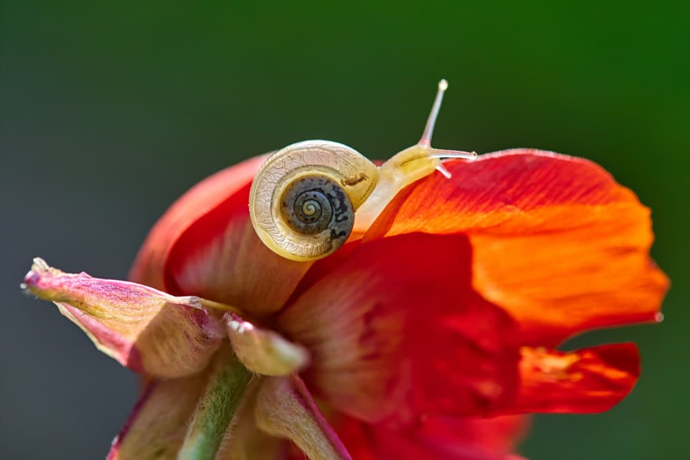 Snail on Red Bloom by Avital Hershkovitz — canvas wall art