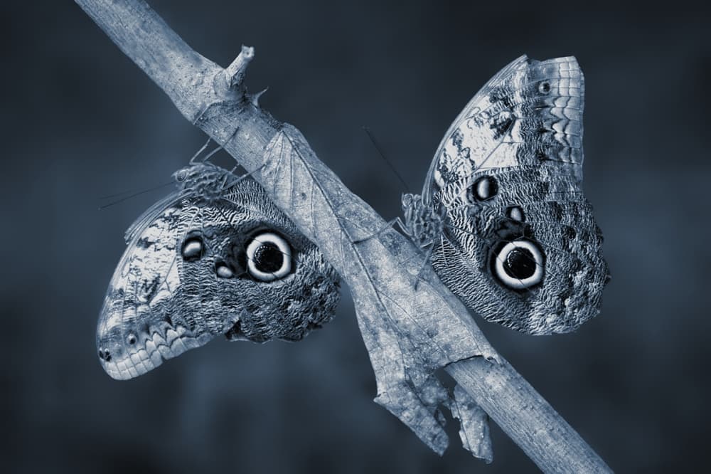 Owl Butterfly Gaze by Jimmy Hoffman — canvas wall art
