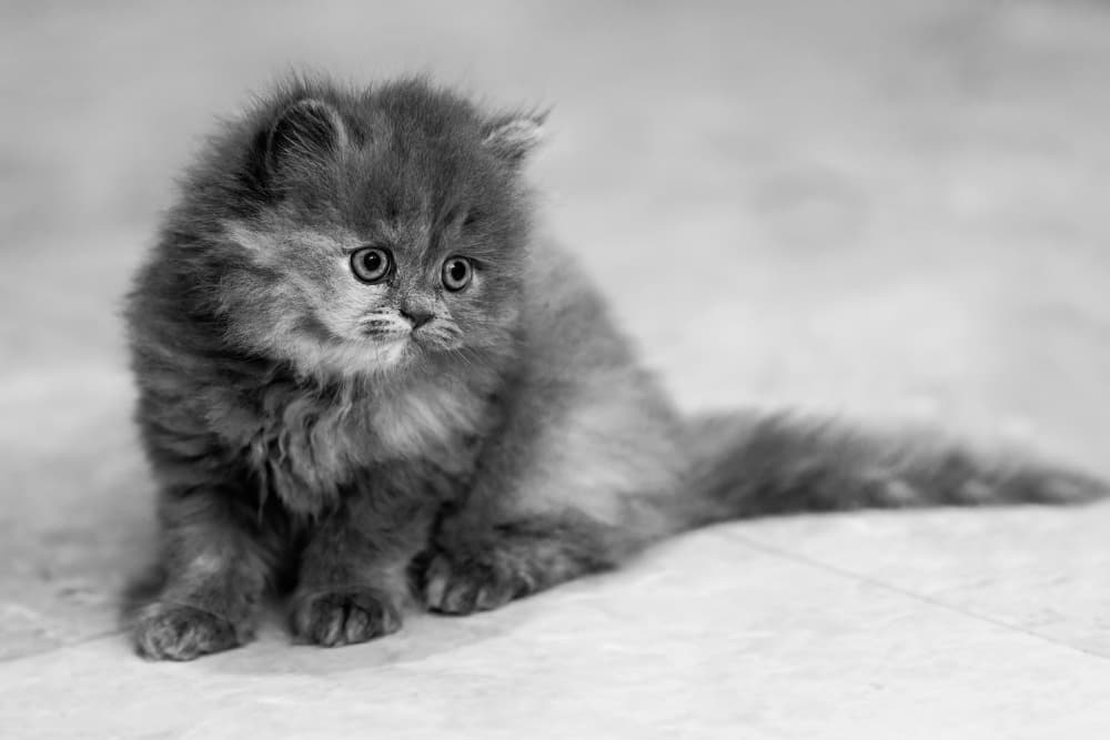 Sweet Fluffy Kitten by Saad Salem — canvas wall art