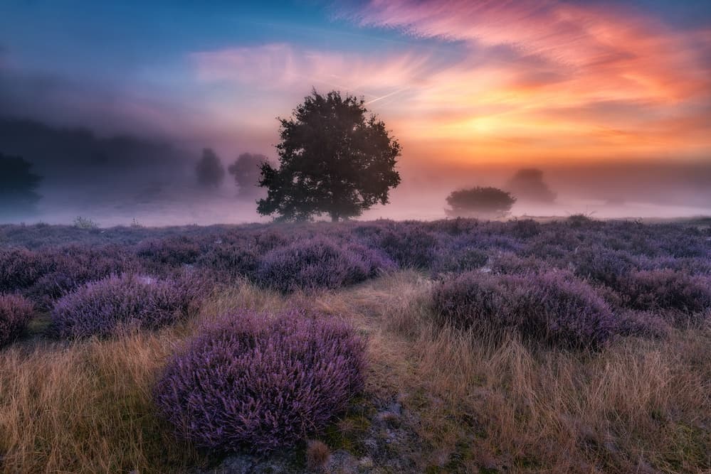 Misty Purple Heather Sunrise by Adam Pachula — canvas wall art