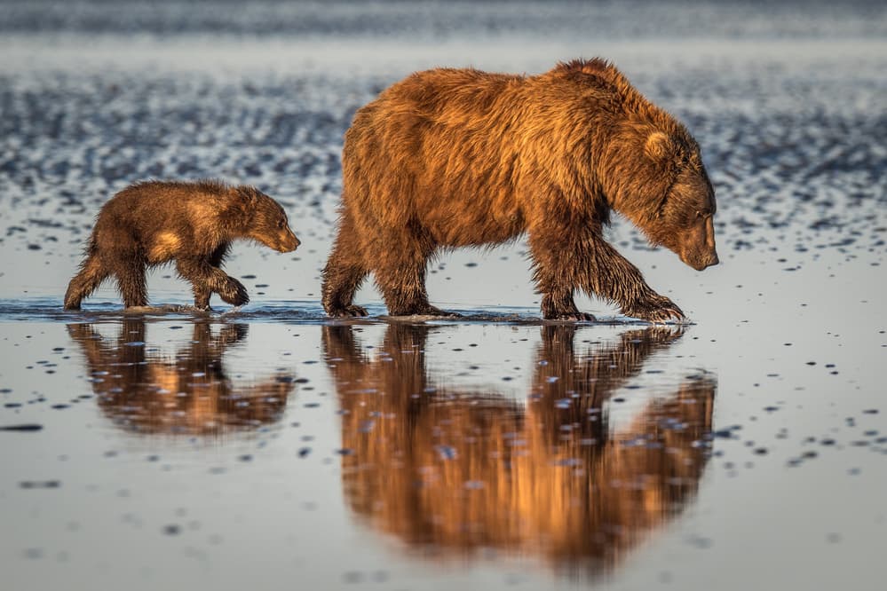 Grizzly Mother And Cub by Jeffrey C. Sink — canvas wall art